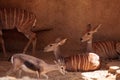 Lesser Kudu called Tragelaphus imberbis