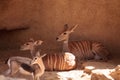 Lesser Kudu called Tragelaphus imberbis Royalty Free Stock Photo