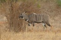 Lesser Kudu, Tragelaphus