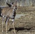 Lesser Kudu Tragelaphus Imberbis in Denver Zoo