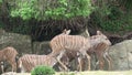 Lesser Kudu (Tragelaphus imberbis) female