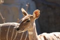 Lesser kudu Tragelaphus imberbis 2