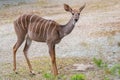 Lesser Kudu Tragelaphus Imberbis, small antelope Royalty Free Stock Photo