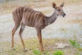 Lesser Kudu Tragelaphus Imberbis, small antelope