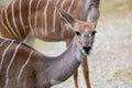 Lesser Kudu Tragelaphus Imberbis, small antelope Royalty Free Stock Photo