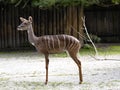 Lesser Kudu, Tragelaphus imberbis, standing and closely observes surroundings