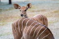 Lesser Kudu Tragelaphus Imberbis, young antelope Royalty Free Stock Photo