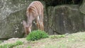 Lesser Kudu Tragelaphus Imberbis, young antelope eats nettle