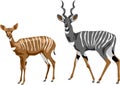 Lesser kudu vector illustration Royalty Free Stock Photo