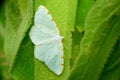 Lesser Maple Spanworm Moth