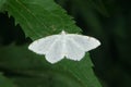 Lesser Maple Spanworm Moth - Speranza pustularia