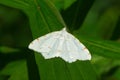Lesser Maple Spanworm Moth - Speranza pustularia