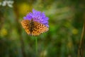 Lesser Marbled Fritillar butterfly or Brenthis ino on a purple flower