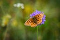 Lesser Marbled Fritillar butterfly or Brenthis ino on a purple flower