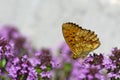 Lesser Marbled Fritillary (Brenthis ino) underneath