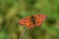 The lesser marbled fritillary butterfly or Brenthis ino