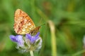 The Lesser marbled fritillary butterfly or Brenthis ino