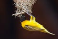 Lesser Masked Weaver