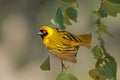 Lesser masked weaver on a branch