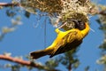 Lesser-Masked Weaver Nest Building