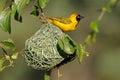 Lesser masked weaver at nest