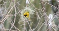 Lesser Masked Weaver Ploceus intermedius Weaving a Nest