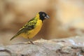 Lesser masked weaver