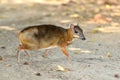 Lesser mouse deer