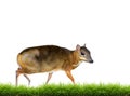 Lesser mouse deer isolated Royalty Free Stock Photo