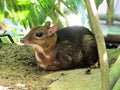 Lesser Mouse Deer Lying Down Royalty Free Stock Photo