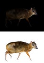 Lesser mouse deer standing in the dark and white background Royalty Free Stock Photo