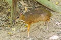 Lesser mouse deer Royalty Free Stock Photo