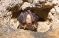 Lesser mouse-eared bat (Myotis blythii)