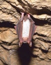 Lesser mouse-eared bat (Myotis blythii) Royalty Free Stock Photo