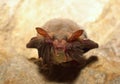 Lesser mouse-eared bat (Myotis blythii) Royalty Free Stock Photo