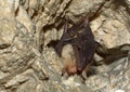 Lesser mouse-eared bat (Myotis blythii) Royalty Free Stock Photo