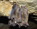 Lesser mouse-eared bat (Myotis blythii) Royalty Free Stock Photo