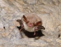 Lesser mouse-eared bat (Myotis myotis)