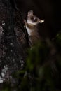 Lesser Mouse Lemur - Microcebus murinus Royalty Free Stock Photo