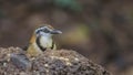 Lesser Necklaced Laughingthrush Behind Sand Hill