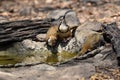 Lesser-necklaced Laughingthrush bird in natural forest