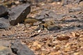 Lesser-necklaced Laughingthrush bird in natural forest