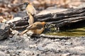 Lesser-necklaced Laughingthrush bird in natural forest