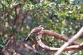 Lesser-necklaced Laughingthrush bird in natural forest