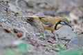 Lesser-necklaced Laughingthrush bird in natural forest,Thailand