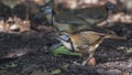 Lesser Necklaced Laughingthrush With Corn