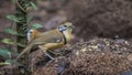 Lesser Necklaced Laughingthrush With Corn