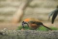 Lesser necklaced laughingthrush