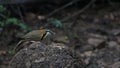 Lesser Necklaced Laughingthrush Feeding On Hill