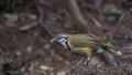 Lesser Necklaced Laughingthrush Feeding On Soil